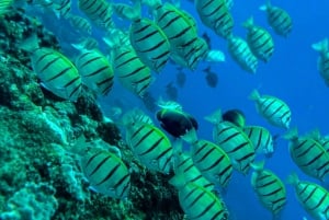 Uvita, Snorkeling Tour in Caño Island Biological Reserve