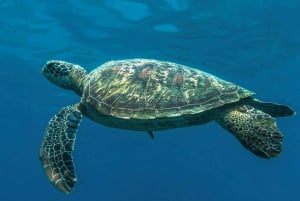 Uvita, Snorkeling Tour in Caño Island Biological Reserve