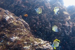 Uvita, Snorkeling Tour in Caño Island Biological Reserve