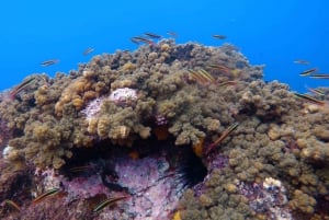 Uvita, Snorkeling Tour in Caño Island Biological Reserve