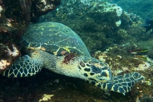 Uvita, Snorkeling Tour in Caño Island Biological Reserve