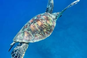 Uvita, Snorkeling Tour in Caño Island Biological Reserve