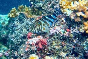 Uvita, Snorkeling Tour in Caño Island Biological Reserve