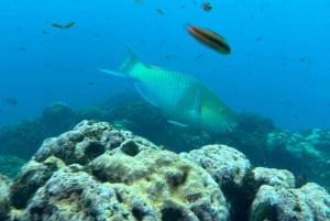 Uvita, Snorkeling Tour in Caño Island Biological Reserve