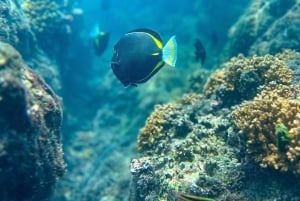 Uvita, Snorkeling Tour in Caño Island Biological Reserve