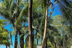 Uvita, Snorkeling Tour in Caño Island Biological Reserve