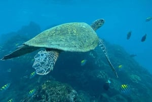 Uvita, Snorkeling Tour in Caño Island Biological Reserve