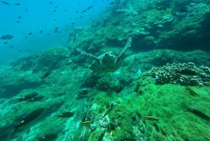 Uvita, Snorkeling Tour in Caño Island Biological Reserve