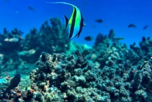 Uvita, Snorkeling Tour in Caño Island Biological Reserve