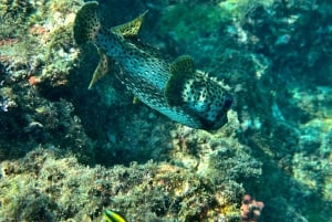 Uvita, Snorkeling Tour in Caño Island Biological Reserve