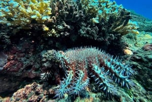 Uvita, Snorkeling Tour in Caño Island Biological Reserve