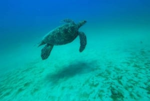 Uvita, Snorkeling Tour in Caño Island Biological Reserve