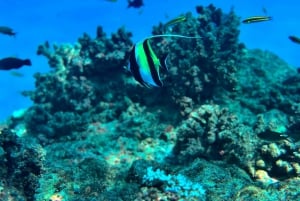 Uvita, Snorkeling Tour in Caño Island Biological Reserve