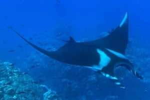 Uvita, Snorkeling Tour in Caño Island Biological Reserve