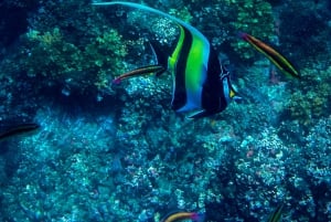 Uvita, Snorkeling Tour in Caño Island Biological Reserve