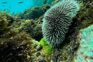 Uvita, Snorkeling Tour in Caño Island Biological Reserve