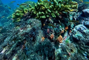 Uvita, Snorkeling Tour in Caño Island Biological Reserve