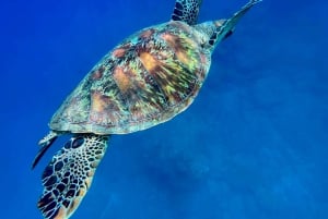 Uvita, Snorkeling Tour in Caño Island Biological Reserve