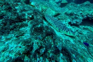 Uvita, Snorkeling Tour in Caño Island Biological Reserve