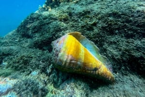 Uvita, Snorkeling Tour in Caño Island Biological Reserve