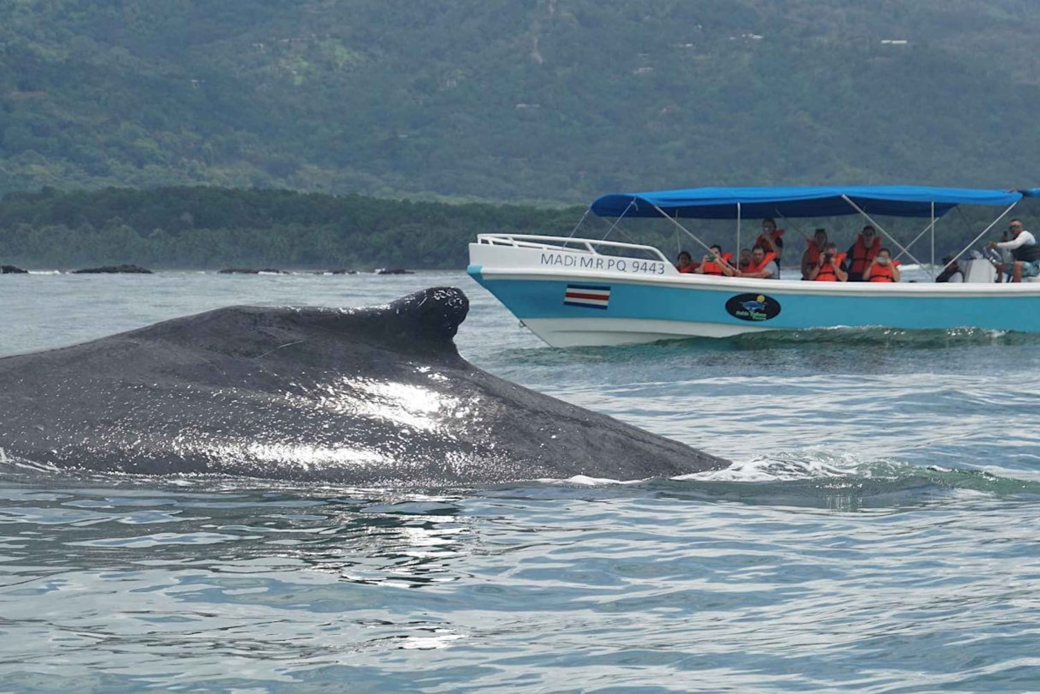 HVAL- OG DELFINSAFARI I UVITA COSTA RICA