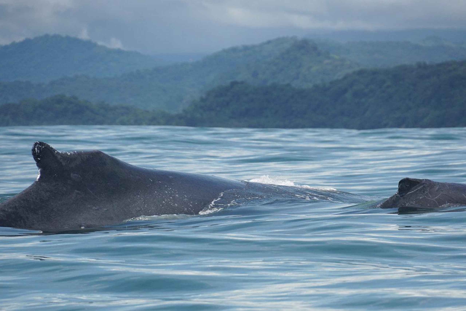 HVAL- OG DELFINSAFARI I UVITA COSTA RICA