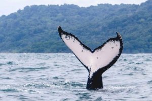 WHALE & DOLPHIN WATCHING IN UVITA COSTA RICA