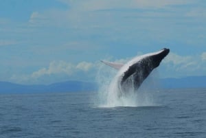 WHALE & DOLPHIN WATCHING IN UVITA COSTA RICA