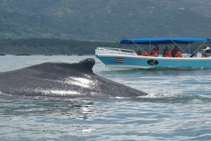 HVAL- OG DELFINSAFARI I UVITA COSTA RICA