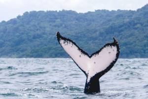 HVAL- OG DELFINSAFARI I UVITA COSTA RICA