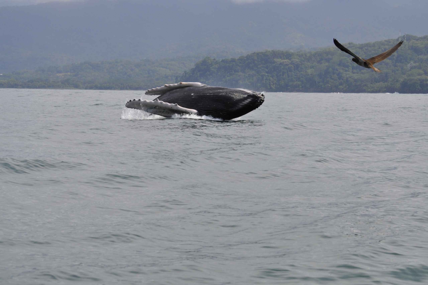 Uvita : Excursion en bateau pour observer les baleines avec boissons et collations