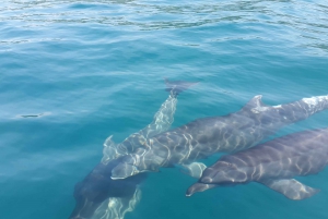 whale waching in Uvita