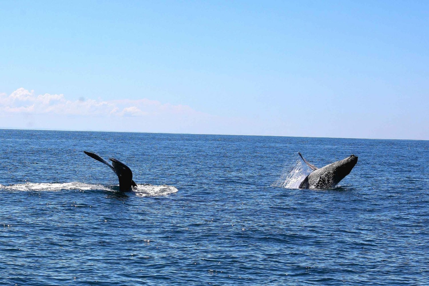 Whale Watching Tour Marino Ballena National Park