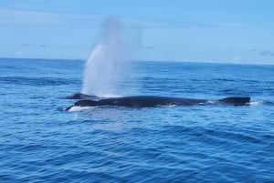 Whale Watching Tour Marino Ballena National Park