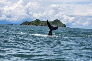 Whale Watching Tour Marino Ballena National Park