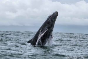 Whale Watching Tour Marino Ballena National Park