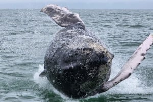 Whale Watching Tour Marino Ballena National Park