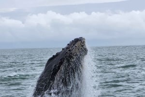 Whale Watching Tour Marino Ballena National Park