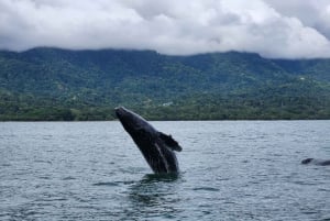 Whale Watching Tour Marino Ballena National Park