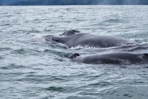 Whale Watching Tour Marino Ballena National Park