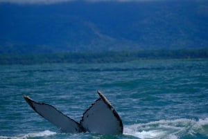 Whale Watching Tour Marino Ballena National Park