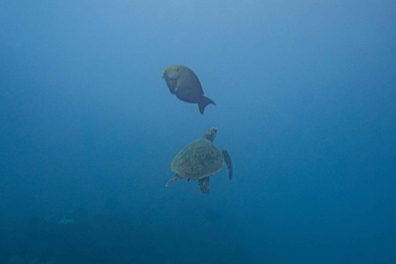 Whales Watching Adventure in Uvita with Expert Guides