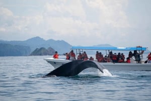 Whales Watching Adventure in Uvita with Expert Guides