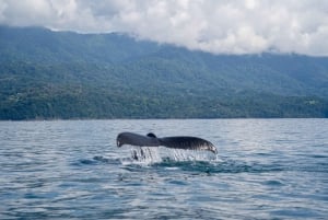 Whales Watching Adventure in Uvita with Expert Guides