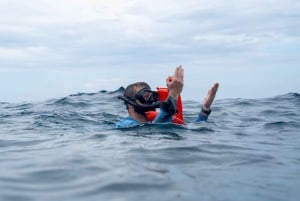 Whales Watching Adventure in Uvita with Expert Guides