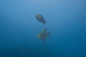 Whales Watching Adventure in Uvita with Expert Guides