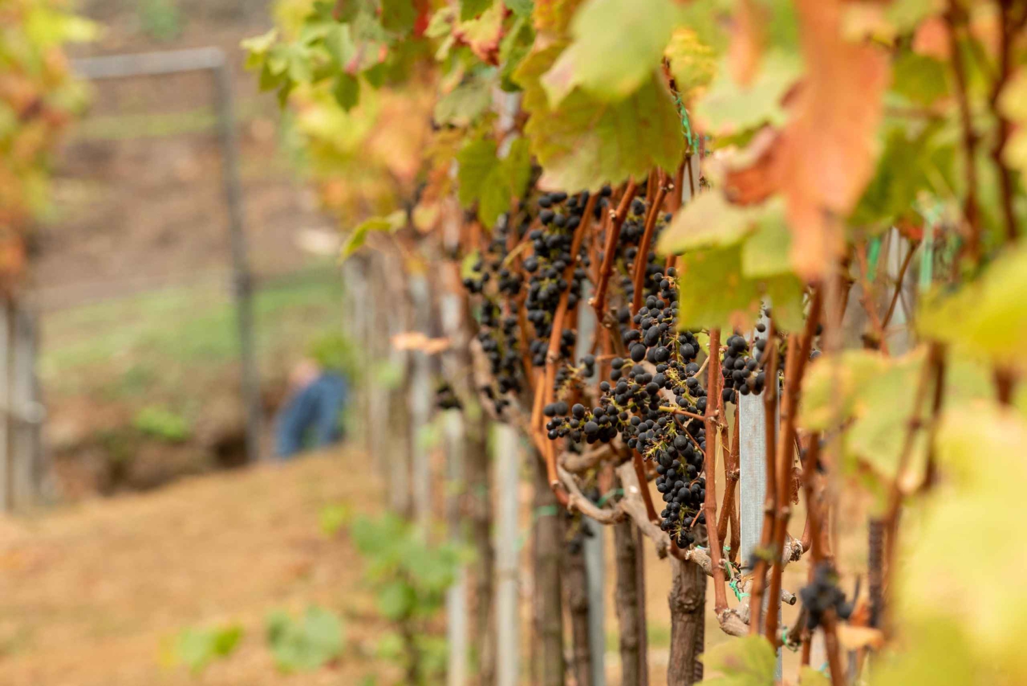 Wine Tour and Golden Rush