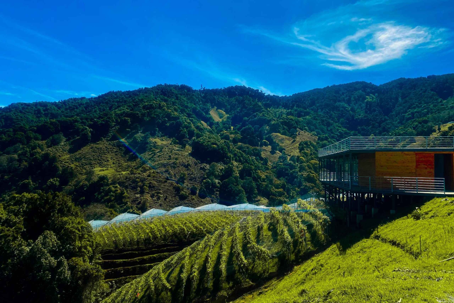 Wine Tour and Golden Rush