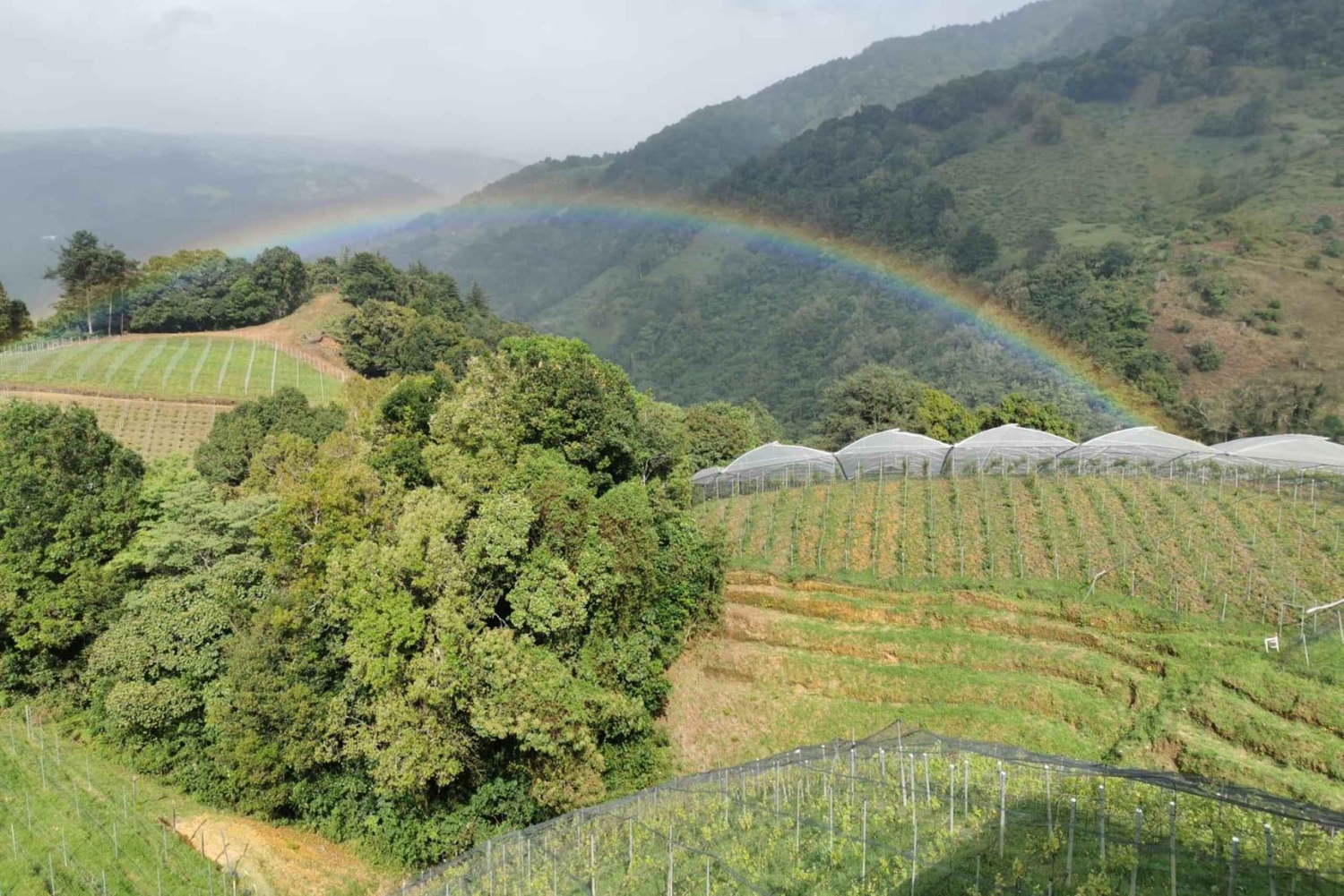 Wine Tour and Golden Rush