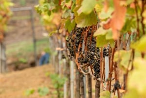 Visite des vignobles et ruée vers l'or